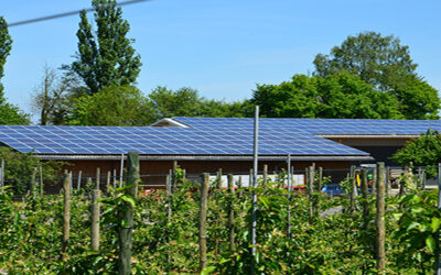 Autoconsumo fotovoltaico en explotaciones agrícolas y ganaderas. ¿Por qué deberías pasarte a las placas solares?